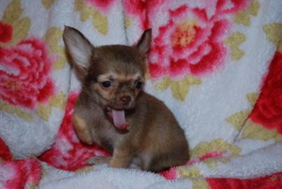 Luxus Mini! Toy Chihuahuawelpen Leopard
