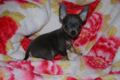 Luxus Mini! Toy Chihuahuawelpen Leopard