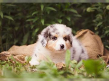 Tolle Australian Shepherd Welpen mit Pap