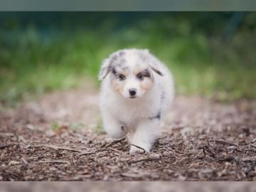Tolle Australian Shepherd Welpen mit Pap