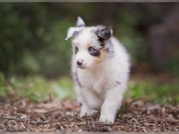 Tolle Australian Shepherd Welpen mit Pap