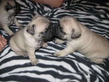 Mops Welpen