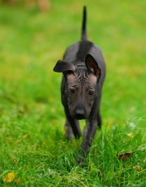 Thai ridgeback-welpen
