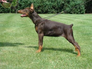 Reinrassige Dobermann Welpen