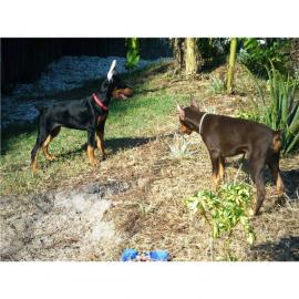 Reinrassige Dobermann Welpen