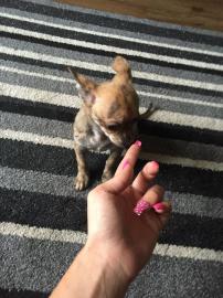 Chihuahua Kurzhaar R�den sucht neuen Kus