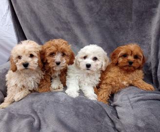 Cavapoo