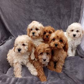 Cavapoo