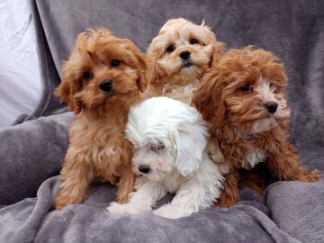 Cavapoo