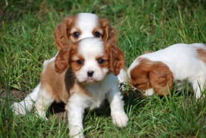 S��e Cavalier King Charles Spaniel Welpe