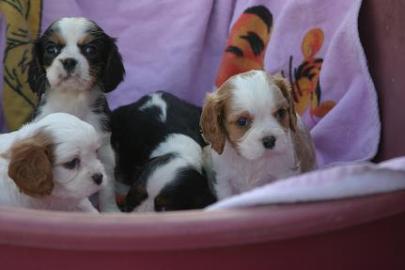 S��e Cavalier King Charles Spaniel Welpe