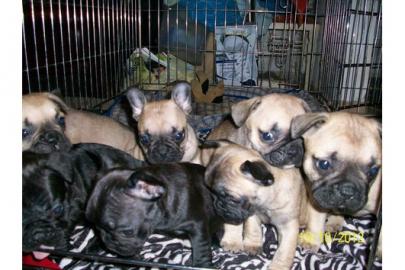 Franz.  Bulldoggen Welpen choco linie