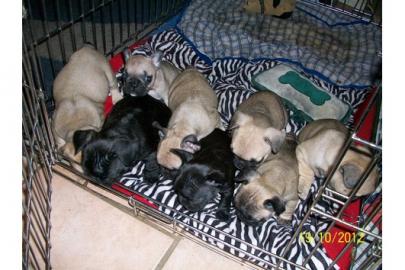 Franz.  Bulldoggen Welpen choco linie