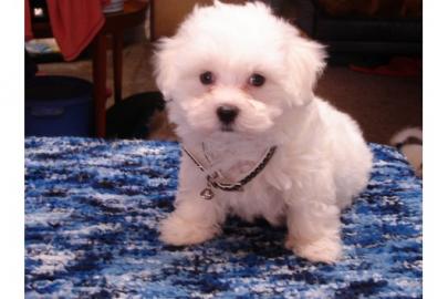 Malteser-Babys aus o�