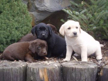 Qualit?t Typvolle Labrador Welpen mit Pa