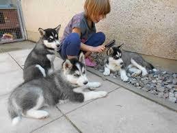 Registrierte Siberian Husky Welpen! Blau