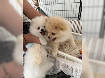 Zwergspitz pomeranin welpen