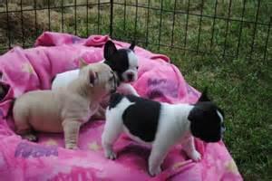 Verbluffende 12 weken Franse bulldog pup