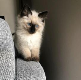 Baby kitten mit papieren