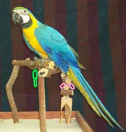 Blau und Gold Ara