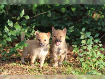 Shiba Inu Welpen