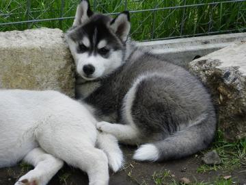 Sechs Siberian Husky Welpen von den sech