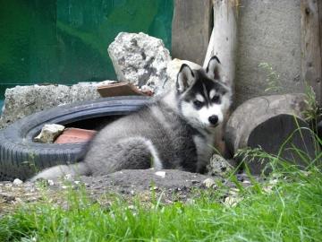 Sechs Siberian Husky Welpen von den sech