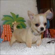 Chihuahuawelpen erh?ltlich
