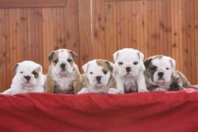 Engl. Bulldog Welpen mit Stammbaumpapiere