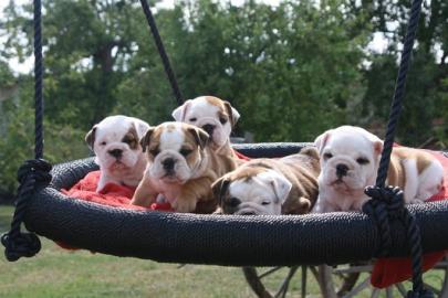 Engl. Bulldog Welpen mit Stammbaumpapiere
