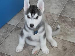 Siberian Husky Welpen