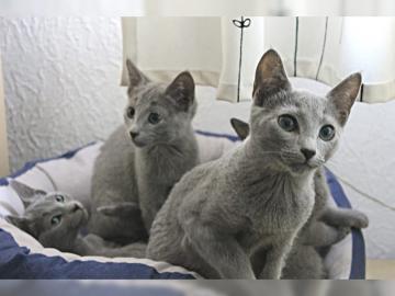 Bildh�bsche Russisch Blau Kitten
