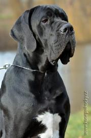 Deutsche Dogge R�DE ZU DECKEN
