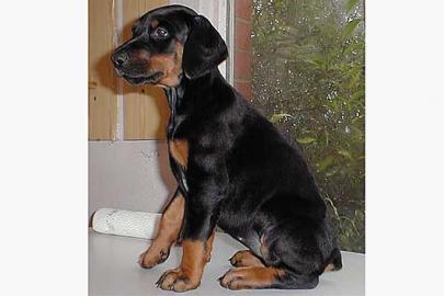Dobermann Welpen