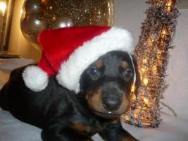 Dobermann Welpen