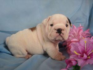 Englisch Bulldogge Welpen