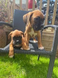 Boxerwelpen