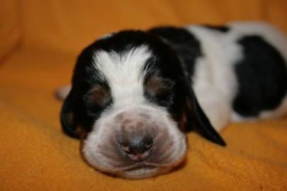 Reinrassige Basset Hound Welpen