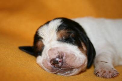 Reinrassige Basset Hound Welpen