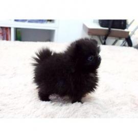 Zwergspitz/ Pomeranian mit Stammbaum . Wh