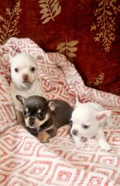 Chihuahua-Welpen