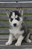 Siberian-Husky-Welpen