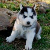 Siberian-Husky-Welpen