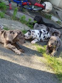 Deutsche Doggen Welpen blau