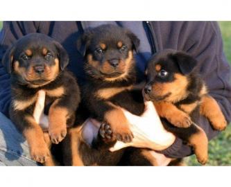 ADRK Rottweiler Welpen