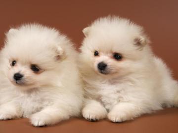 Zucker S��e Pomeranian/ Zwergspitz Babys