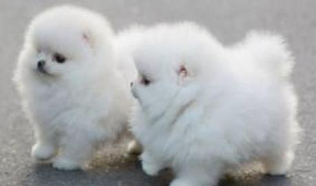 Zucker S��e Pomeranian/ Zwergspitz Babys