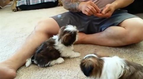 Wundersch�ne Shih-Tzu-Welpen zur Adoptio