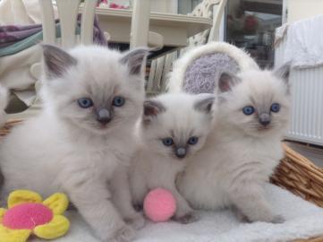 Ragdoll K�tzchen zur Verf�gung