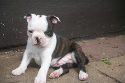 Boston terrier Welpen mit FCI-Papieren !